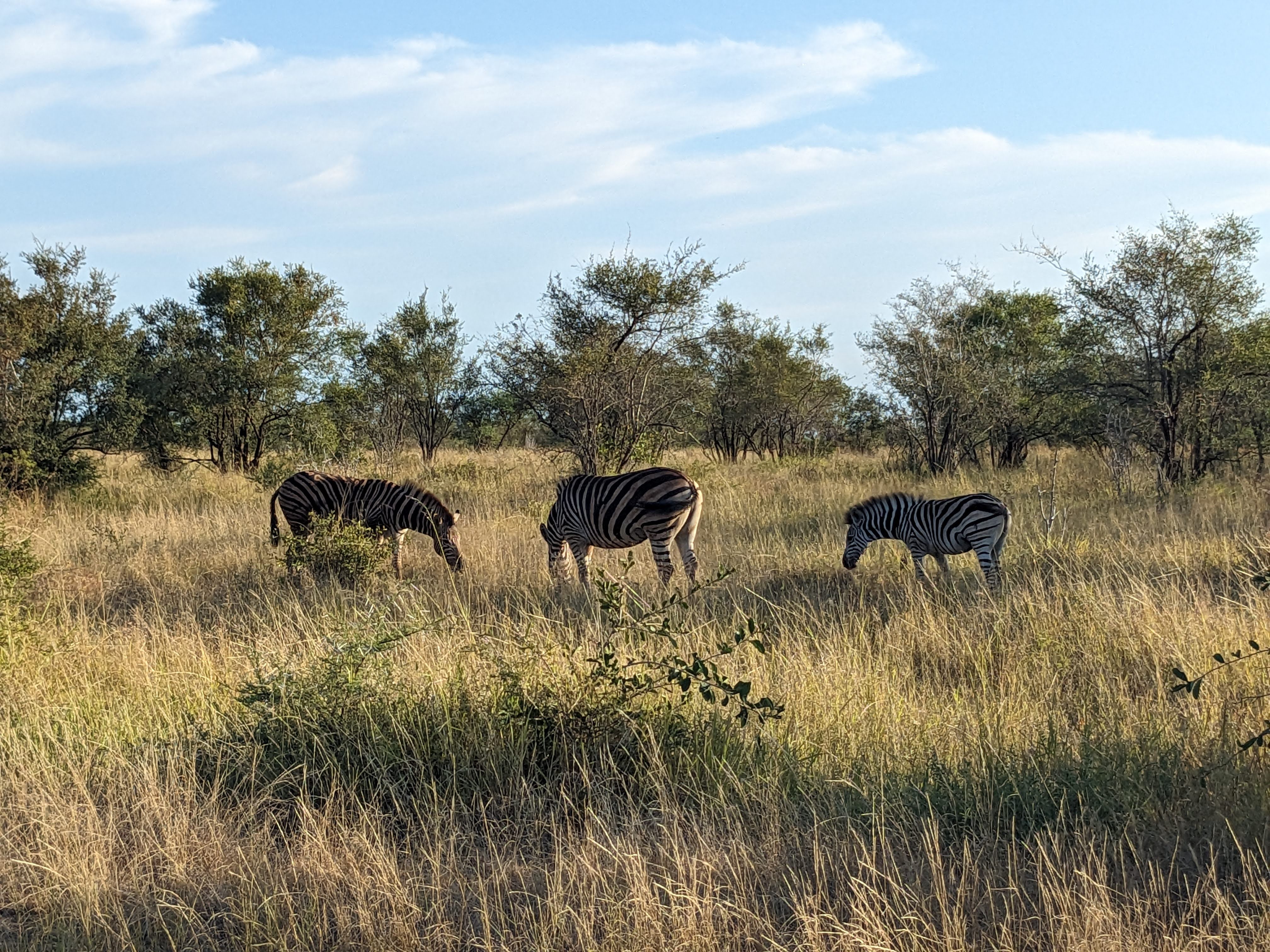Budget-Friendly Ways to Visit a Safari Park without a guide.